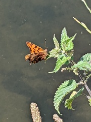 Polygonia c-album