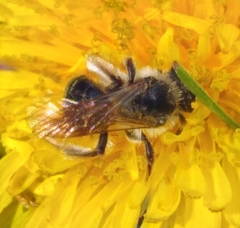 Simandrena