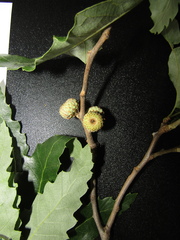 Quercus libani