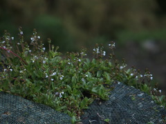 Veronica morrisonicola