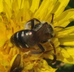 Simandrena