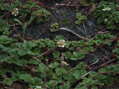 Fragaria hayatae
