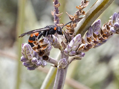 Ancistrocerus haematodes