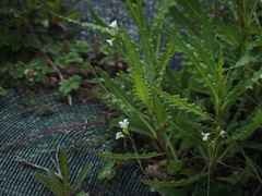 Senecio morrisonensis