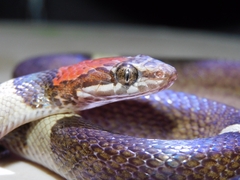 Pseudoleptodeira latifasciata