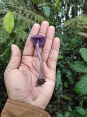 Laccaria gomezii