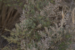 Baccharis artemisioides