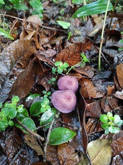 Laccaria gomezii