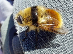 Cephenemyia stimulator