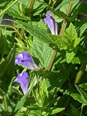 Scutellaria galericulata