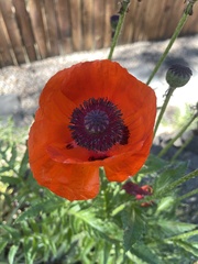 Papaver orientale
