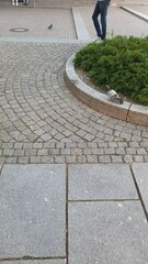 Columba livia domestica