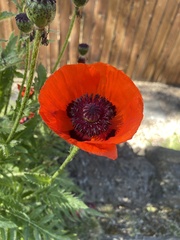 Papaver orientale