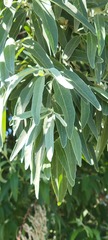 Elaeagnus angustifolia
