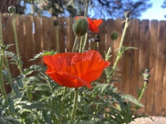 Papaver orientale