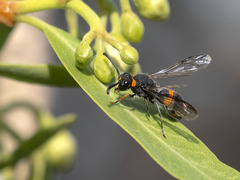 Ancistrocerus haematodes