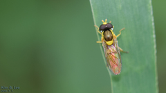 Sphaerophoria menthastri