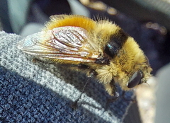 Cephenemyia stimulator