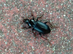 Laemostenus complanatus