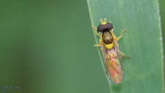 Sphaerophoria menthastri