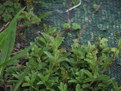 Veronica morrisonicola