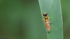 Sphaerophoria menthastri