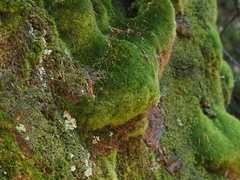 Dicranodontium asperulum