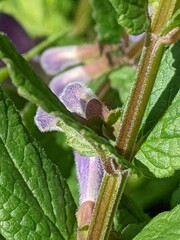 Scutellaria galericulata