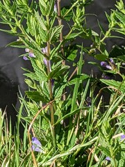 Scutellaria galericulata