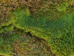 Dicranodontium asperulum