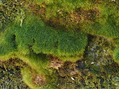 Dicranodontium asperulum