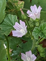 Malva neglecta