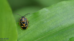 Eurydema gebleri