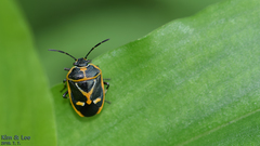 Eurydema gebleri