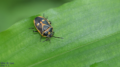 Eurydema gebleri