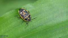 Eurydema gebleri
