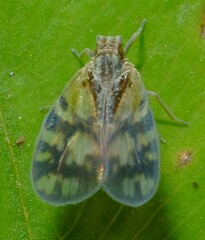 Bothriocera cognita