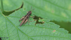 Shirakiacris shirakii