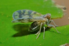 Bothriocera cognita