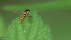 Sphaerophoria menthastri