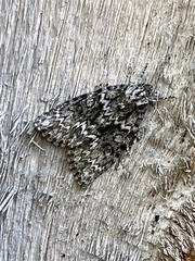 Acronicta fragilis