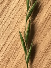 Elymus repens repens
