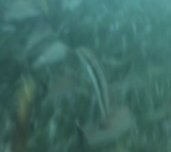 Halichoeres bivittatus