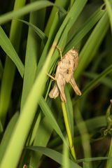 Locusta migratoria migratorioides