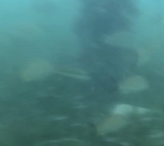 Halichoeres bivittatus