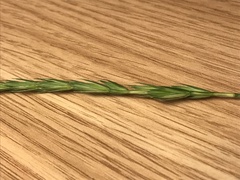 Elymus repens repens