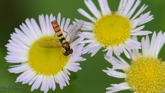 Sphaerophoria menthastri