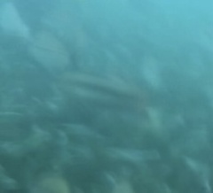 Halichoeres bivittatus