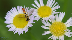 Sphaerophoria menthastri