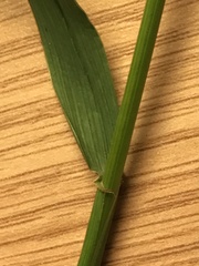 Elymus repens repens